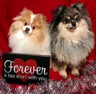 two-pomeranian-dogs-on-valentines-day
